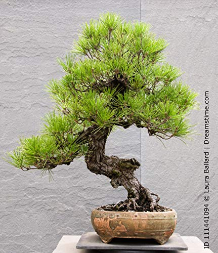 Seedeo Bonsai Anzuchtset Japanische (Schwarzkiefer Pinus thunbergii)