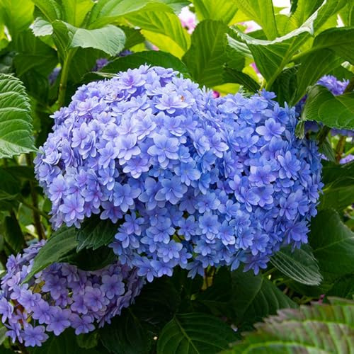 50 Stück Hortensiensamen, gentechnikfrei, mehrjährige Blumensamen, langlebige Blüten, anpassungsfähige Hortensiensamen für Innentopf, Gartendekoration im Freien H 50Stk