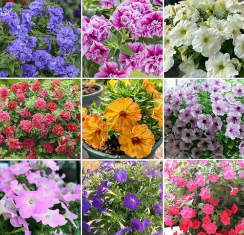 300+ Petunia Balcony Mix Flower Seeds Dwarf Petunia Container Plant Fragrant Colorful Grandiflora Flowers Plant for Garden