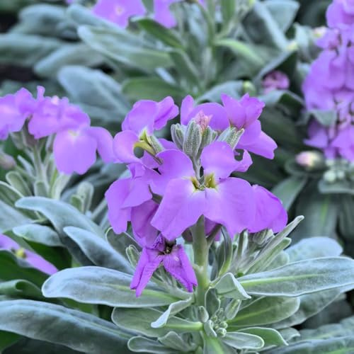 levkojen usambaraveilchen bodendecker winterhart mehrjährig veilchen winterharte kübelpflanzen blumenwiese mehrjährig, seltene kräuterpflanzen 150samen