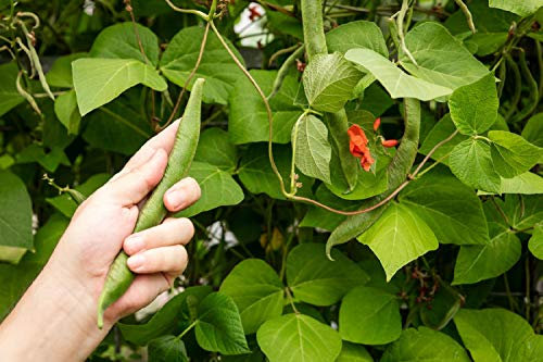 Viridis Hortus - 30 x French Climbing Bean Hunter Vegetable Seeds