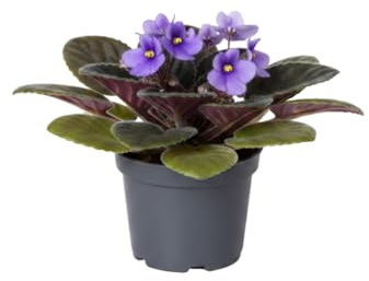 Violeta Africana de Regalo Saintpaulia Ionantha DECOALIVE Maceta de Doce cm Altura 20 cm
