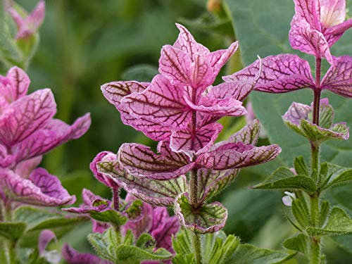 50 Clary Pink Sundae Seeds - Pink Clary Sage - Salvia Viridis - 50 Seeds