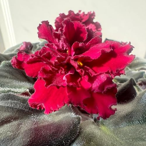 Semillas de violeta africana - de balcón jardín invernaderos balcón semillas orgánicas otoño resistentes variedades antiguas interior exóticas en 500pcs