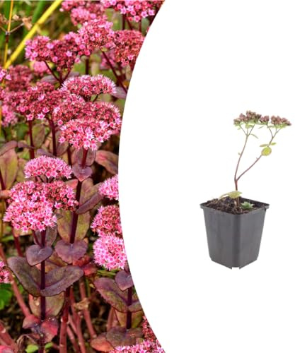 Sedum 'Matrona' | 12 Stück - 10-25cm - Ø9cm - Gartenpflanze