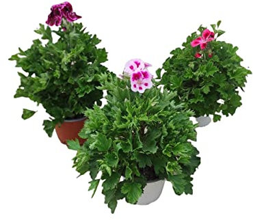 Geranios Plantas con Flor Pack de 3 Unidades de Plantas Naturales