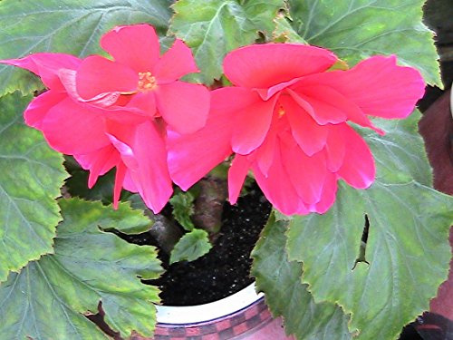 Shy Pink Tuberous Begonia Seeds Hanging Basket Plant