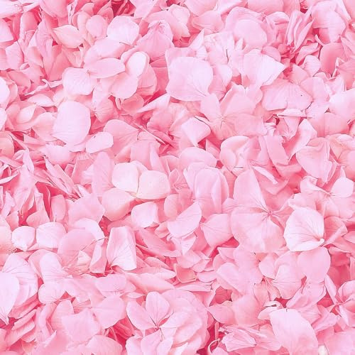 1500 pétalos de flores secas de hortensias reales, 1.05 onzas, pétalos naturales preservados para confeti de boda, cestas de niña de flores, noche romántica, decoración de propuestas, revelación de