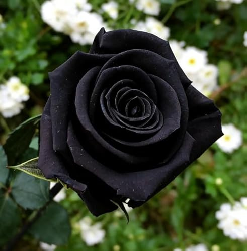Rosa perenne rara – Tallo de rosa – Rizoma – Arbusto perenne – Resistente y fácil de cultivar – Hermosa decoración para el jardín-1 root-H