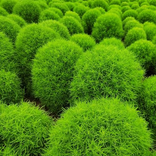 Semi di Kochia scoparia - semi di cipresso estivo giardino vecchie varietà selvatiche esotico resistenti per 400pcs