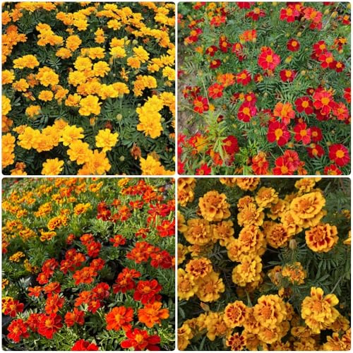 Semillas de caléndula - Tagetes patula - organicas semillas de resistentes regalos para amantes 250pcs