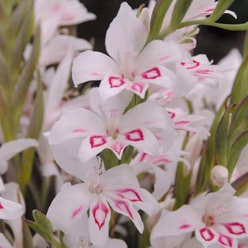 Gladiolus Nymph | 10 Stück | Schnittblume | Weiß | 100% Blütegarantie | QFB Gardening