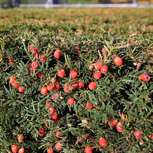 semi di siepe di tasso resistenti all'esterno tasso, taxus baccata, resistenti per il giardino, crescita gione 300pcs