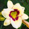 Hemerocallis bulbos/Hemerocallis planta/Bulbos de flores exterior raras/Perenne tolerante al frío/CXXFGFT-5 bulbos-F