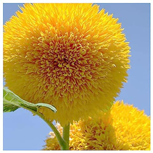 Teddy Bear - Fluffy, Dwarf Sunflower Seeds - 30 Seeds - Up to 40 Tall