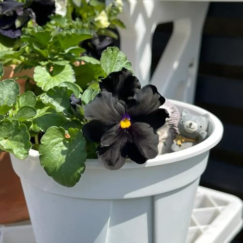 stiefmütterchen - exotische zimmerpflanzen mehrjährige stauden winterhart gartenpflanzen blumensamen balkon frühlingsblumen zimmerbonsai bonsai dekopflanzen topfpflanze pflanzensamen 30samen