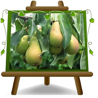 Päronträd päron Cocozzola – fruktväxter antik på blomkruka av en vas med 20 – träd max 170 cm – 2 års odling Italien