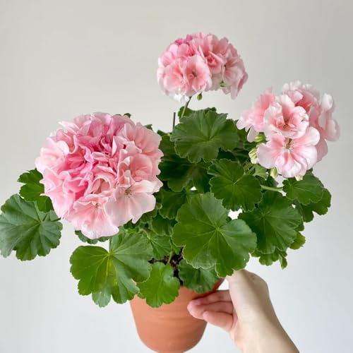 semillas de geranio pelargonium colgando, balcón resistentes, cortadas raras, decoración de salón balcón, silvestres 20pcs