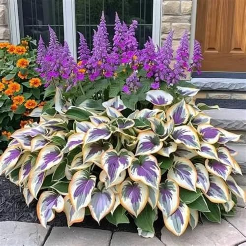 Bulbi di Hosta resistenti, Bulbi di Hosta Semplici da Coltivare - Principianti Benvenuti, Decorazione per Giardino e Casa-4bulbi-C