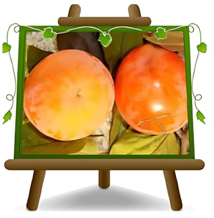 EURO PLANTS VIVAI Kaki Tipo plante fruitière ancienne en pot 20 cm hauteur maximale 170 cm - Âge 2 ans