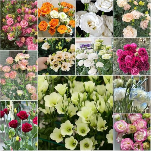 lisianthus winterhart - blumensaat - seltene - gartenpflanzen exotische wildblumensamen mehrjährig winterhart garden 150samen