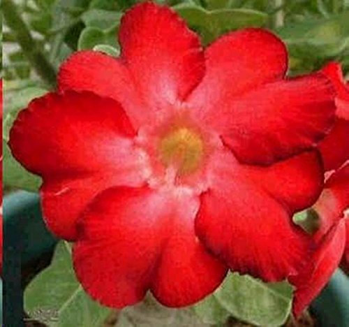 Adenium Obesum Desert Rose Scegli tra queste Scelta Blooms 10 semi freschi
