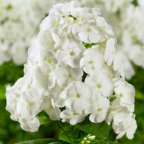 Bio Flammenblume 'Adessa White' weiß, Topf 11x11 cm, 3 Pflanzen