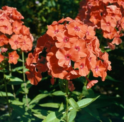 Phlox paniculata 'Orange Perfection' 11x11 cm Topf – Winterhart, Mehrjährig, Pflegeleicht – Flammenblume – Staude für Beet & Garten