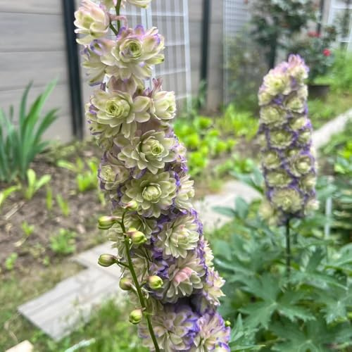semi di delphinium resistente perenne - delphinium - decorativi, rare Decorazione del soggiorno, antiche varietà balcone 50pcs