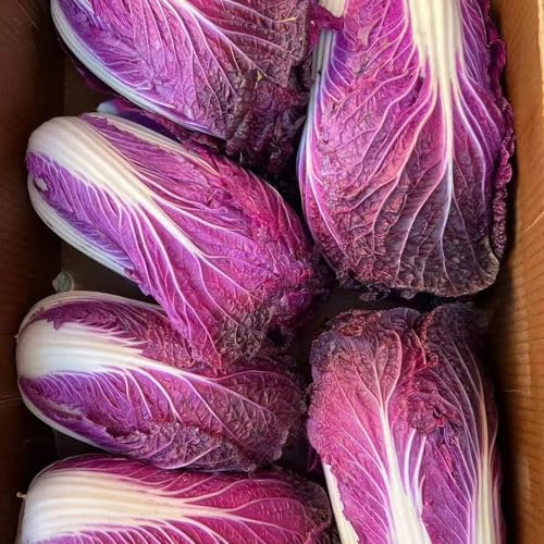 Pak Choi - Cavolo cinese d'appartamento ornamentali semi di invernali balcone rialzato letto semi di 100pcs