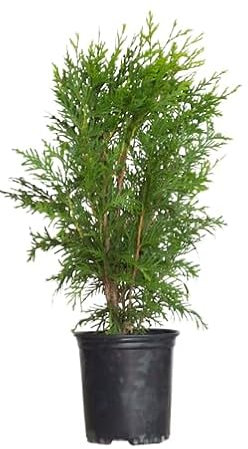 Thuja Arbusto Natural - Conífera para Exteriores - Seto Natural
