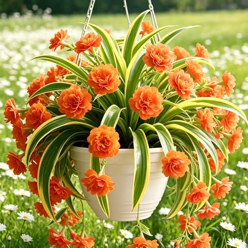 ragno - Chlorophytum comosum d'appartamento esotiche giardino esterno balcone giardino 3piante