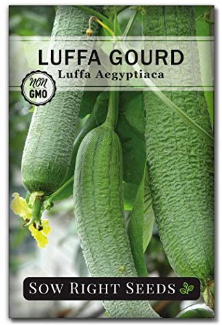 Sow Right Seeds - Luffa Gourd Seed for Planting - Non-GMO Heirloom Packet with Instructions to Plant a Home Vegetable Garden - Grow Your Own Loofah Sponge at Home - Show Off Unique Gourds (1)