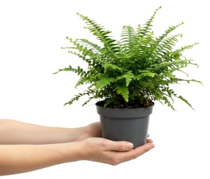 DECOALIVE Helecho Natural Nephrolepis Exaltata Helecho Espada con Porte Colgante, Maceta de 14 cm de Diámetro y 35 cm de Altura