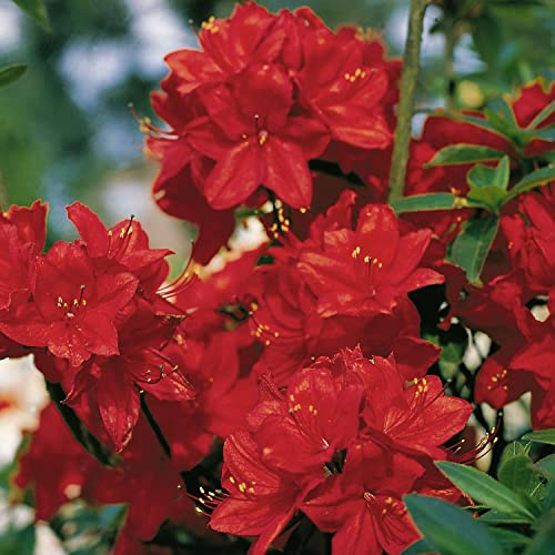 GARTEN SCHLÜTER® Duft-Azalee 'Nabucco'