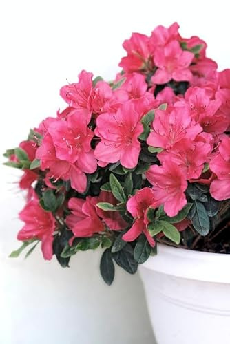 Sustrato para Azaleas y Plantas Ácidas |Formato 5 Litros | DECOALIVE | Facilita el Crecimiento