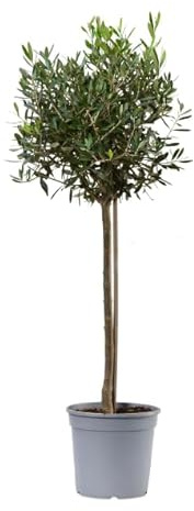 Árbol del Olivo el Símbolo de la Cultura Mediterránea en tu Propio Jardín