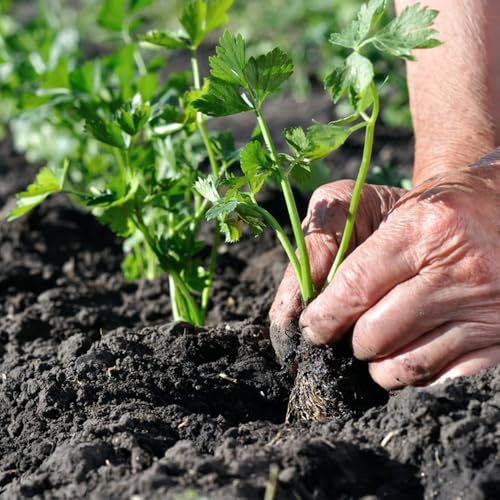 Semillas de apio, apio, viejas Apium graveolens, perennes resistentes Comprar de invierno 250pcs