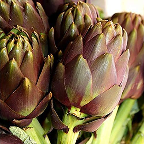 CARCIOFO VIOLETTO DI ROMAGNA NR. 25 SEMI