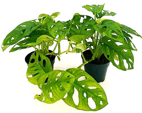 POWERS TO FLOWERS - MONSTERA OBLIQUA MONKEY 2 PIANTE, PHYLODENDRON, pianta vera