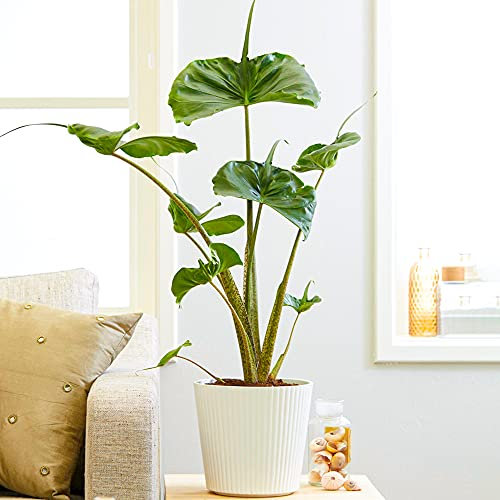Alocasia Stingray | Rare Tropical Indoor Potted Plant (40-50cm Incl Pot)