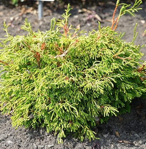 Gelbe Hinoki Scheinzypresse Gitte 15-20cm - Chamaecyparis obtusa