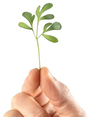 Planta Curativa Ruda Planta para Infusiones y Remedios Naturales