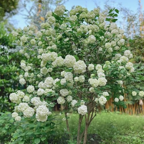 Semi di ortensia palla di neve, decorazione del soggiorno semi rare copertura del terreno serre da balcone decorazione da giardino per esterni regali 150pcs