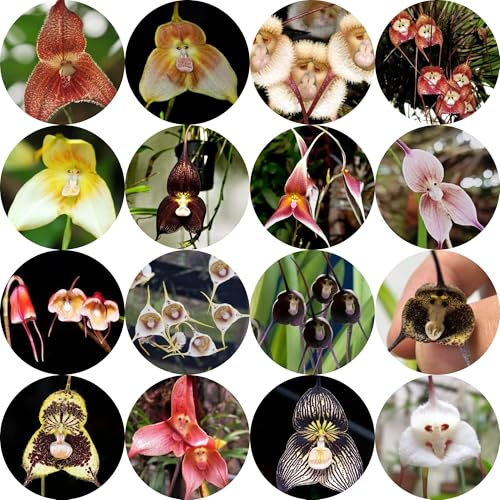 semi di orchidea scimmia, dracula simia, aiuola, esotiche resistenti di orchidea faccia di scimmia di orchidea da giardino, 100pcs