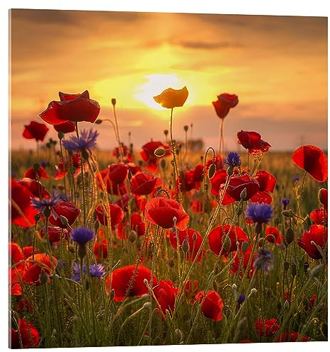Posterlounge Mohnfeld Acrylglasbild | 70 x 70 cm von Steffen Gierok Rot Wandbilder Wanddeko