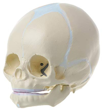 Kadagg 1: 1 Modelo de Esqueleto anatómico de cráneo médico de bebé fetal Humano para enseñanza Su Colorido