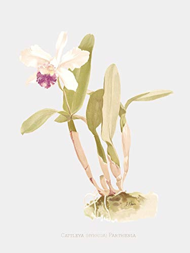 LIVESTOCK Cattleya Parthenia - Intermediate Cattleya Orchid Flower Wall Art by Famed Illustrator Henry Frederick Conrad Sander, Vintage Botanical Poster, White frame, 12x16 print in 18x22 frame