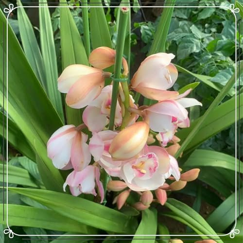 Cymbidium Orchid bulbi,Orchidea del cymbidium,Ambiente paesaggistico,perenni,Decorazione del giardino,cymbidium pianta(Non Fiori artificiali,senza semi)-5 bulbi-B