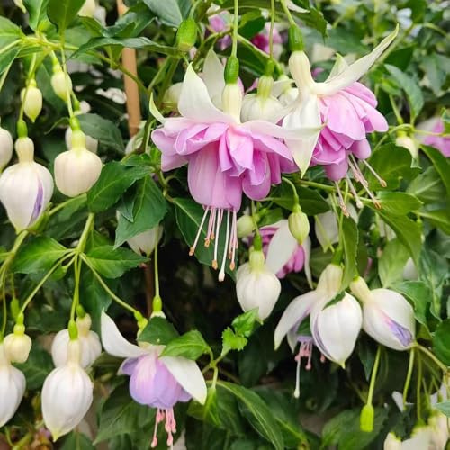 50samen fuchsien - winterharte steingartenpflanzen winterhart balkon dachbegrünung garten balkon topfpflanzen